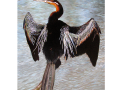 birds img 11 birds img 11