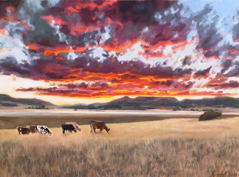 cows at sunset cows at sunset