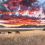 cows at sunset cows at sunset