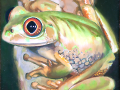 frog img 01 frog img 01