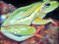 frog img 02 frog img 02