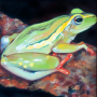 frog img 02 frog img 02