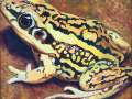 frog img 03 frog img 03