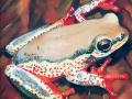 frog img 04 frog img 04