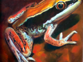 frog img 05 frog img 05