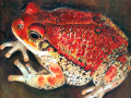 frog img 06 frog img 06