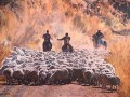 herding sheep herding sheep