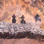 herding sheep herding sheep
